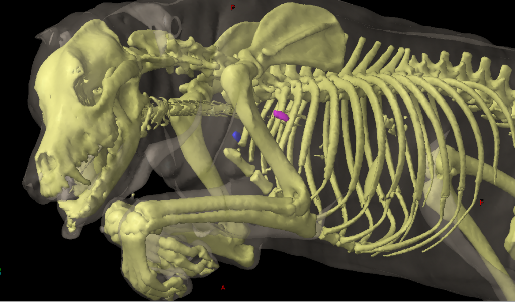 Swollen Axillary Lymph Node Dog