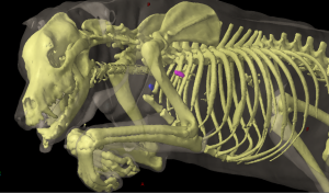 Three dimensional reconstruction of the front half of a dog (oblique lateral view) showing the location of the axillary lymph nodes.