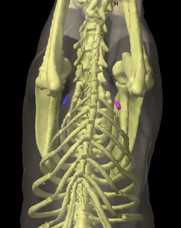 Swollen Axillary Lymph Node Dog