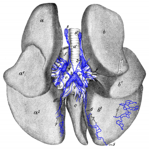 Drawing of the lungs and bronchi with associated lymph nodes and lymphatic vessels.