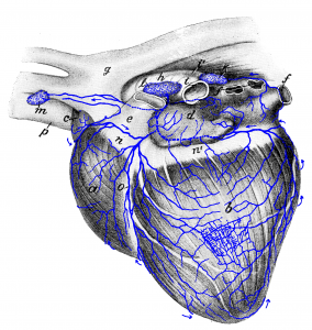 Drawing of the heart with associated lymph nodes and lymphatic vessels.