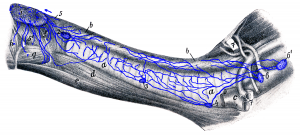 Drawing of the deeper neck tissues with associated lymph nodes and lymphatic vessels.