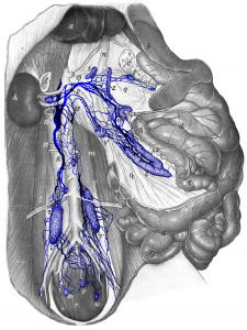 Drawing of the dorsal abdominal cavity (with organs retracted) with associated lymph nodes and lymphatic vessels.