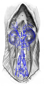 Drawing of the dorsal abdominal cavity and kidneys with associated lymph nodes and lymphatic vessels.