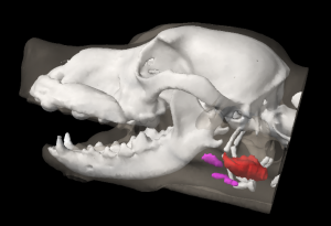 A three dimensional reconstruction of the canine head region showing the position of the mandibular lymph nodes relative to the mandibular gland..