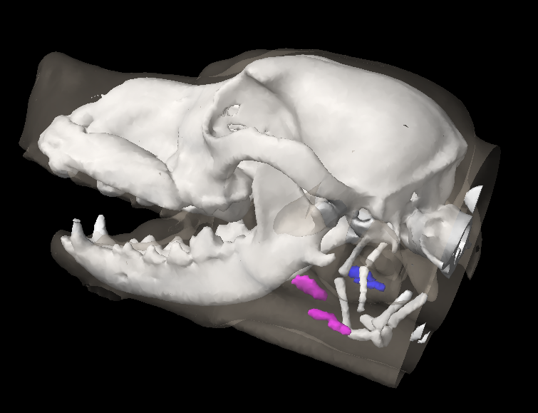A three dimensional reconstruction of the canine head region showing the left and right mandibular lymph nodes.