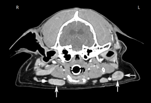 A transverse CT slice of the canine head region showing enlarged left and right mandibular lymph nodes.