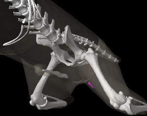 Three dimensional reconstruction of the caudal half of a dog showing the location of the medial femoral lymph node.