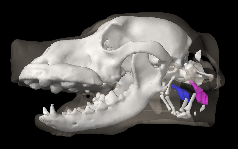 Three dimensional reconstruction of a dog's head showing the location of the medial retropharyngeal lymph nodes.