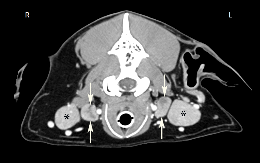 Transverse CT slice of a dog's head showing enlarged medial retropharyngeal lymph nodes.