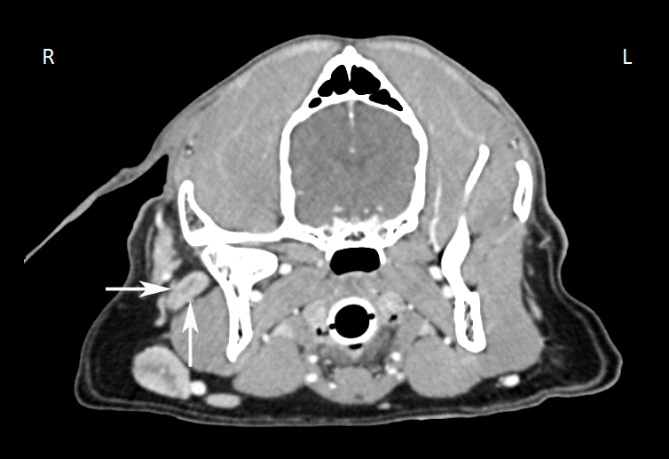 A transverse CT slice of the canine head region showing an enlarged parotid lymph node.