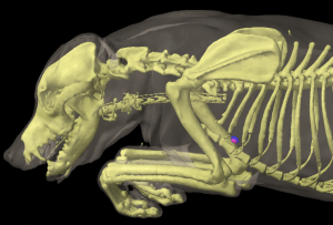 Three dimensional reconstruction of the front half of a dog (lateral oblique view) showing the location of the sternal lymph nodes.