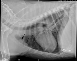 Lateral thoracic radiograph of a dog showing enlarged sternal lymph nodes.