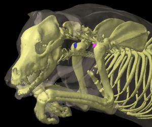 Three dimensional reconstruction of the front half of a dog showing the location of the superficial cervical lymph nodes.