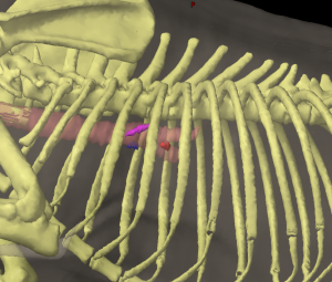 Three dimensional reconstruction of the thoracic region of a dog showing the location of the tracheobronchial lymph nodes.
