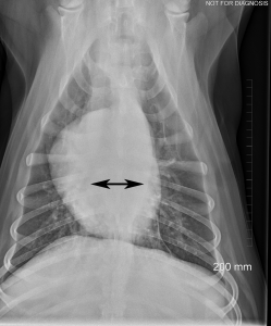 Ventral thoracic radiograph of a dog showing enlarged tracheobronchial lymph nodes.