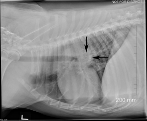 Lateral thoracic radiograph of a dog showing enlarged tracheobronchial lymph nodes.