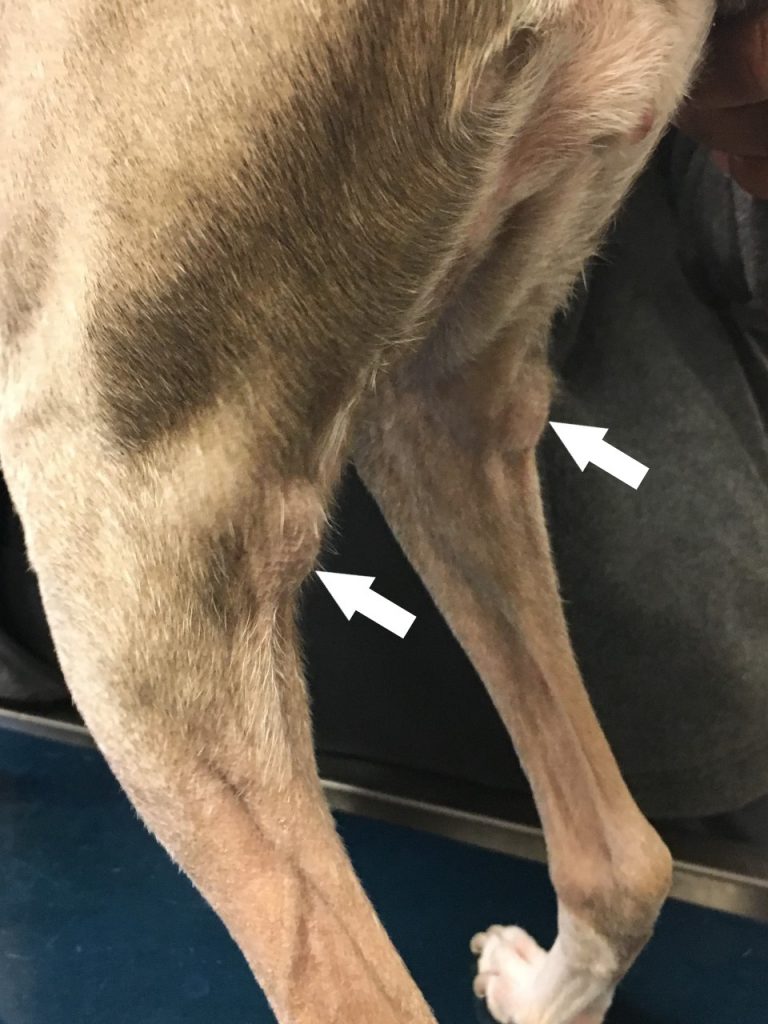 Photograph of the hind limbs of a dog showing the location of enlarged popliteal lymph nodes.