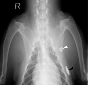 Ventral radiograph of the thoracic region of a dog showing the location of the axillary and accessory axillary lymph nodes using contrast.