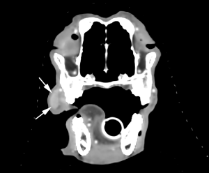 A transverse CT slide of the canine head showing an enlarged buccal lymph node.