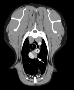 Transverse CT image of a dog's thorax showing an enlarged mediastinal lymph node.