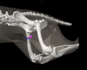 Three dimensional reconstruction of the hind region of a dog (lateral oblique view) showing the location of the superficial inguinal lymph nodes.