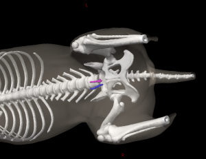 Three dimensional reconstruction of the hind region of a dog (ventral view) showing the location of the superficial inguinal lymph nodes.
