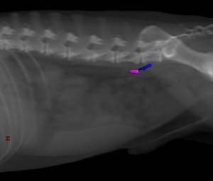 Digitally reconstructed radiograph of a dog showing the location of the hypogastric (internal iliac) lymph node relative to the medial iliac lymph node.