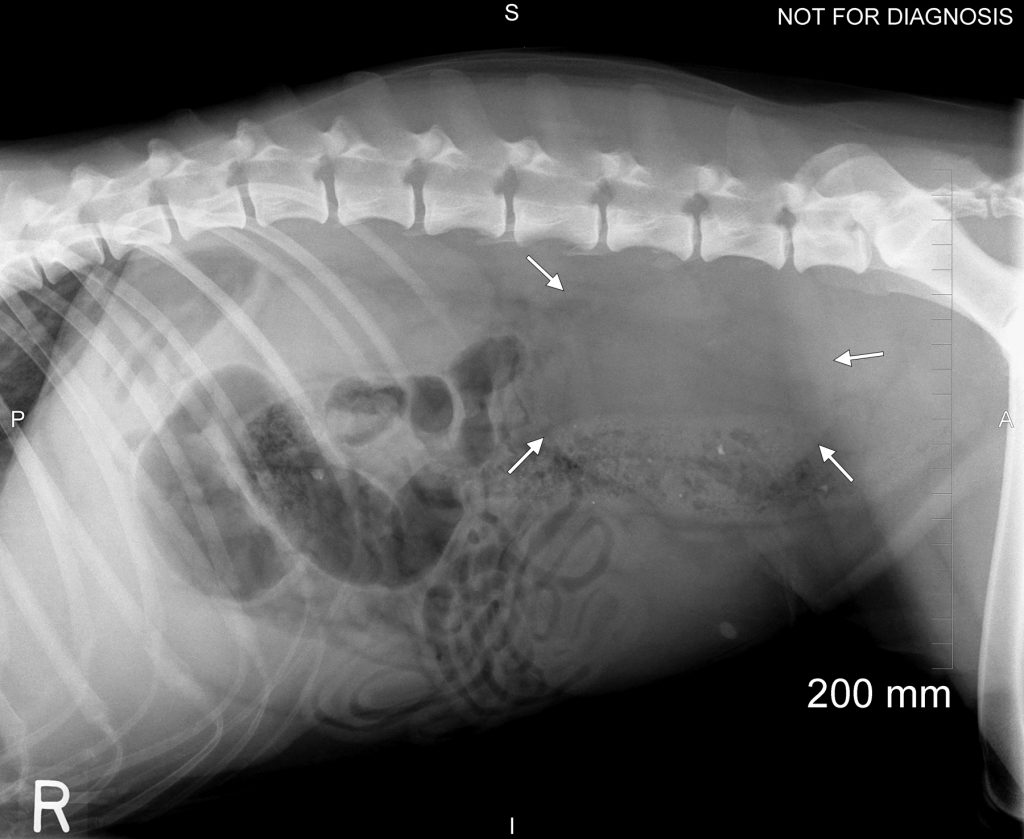 iliac-lymph-nodes-dog