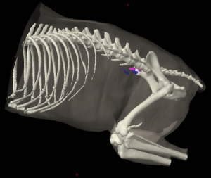 Three dimensional reconstruction of the caudal half of a dog showing the location of the medial iliac lymph nodes.