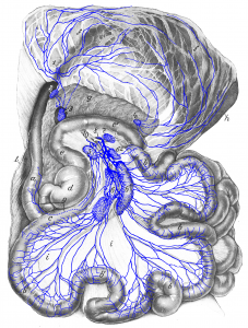 Drawing of the abdominal cavity with associated lymph nodes and lymphatic vessels.