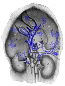 Drawing of the liver with associated lymph nodes and lymphatic vessels.