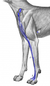 Drawing of the forelimb with associated superficial lymph nodes and lymphatic vessels.