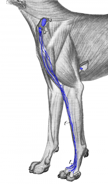 Figure 33: Lymph Vessels of the Joints of the Toes of the Forelimb ...