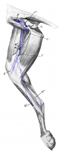 Drawing of the hindlimb with associated lymph nodes and lymphatic vessels.