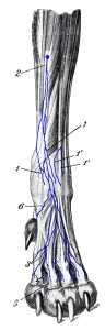 Drawing of the distal forelimb with associated lymph nodes and lymphatic vessels.