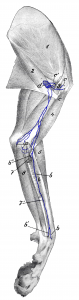 Drawing of the forelimb with associated lymph nodes and lymphatic vessels.