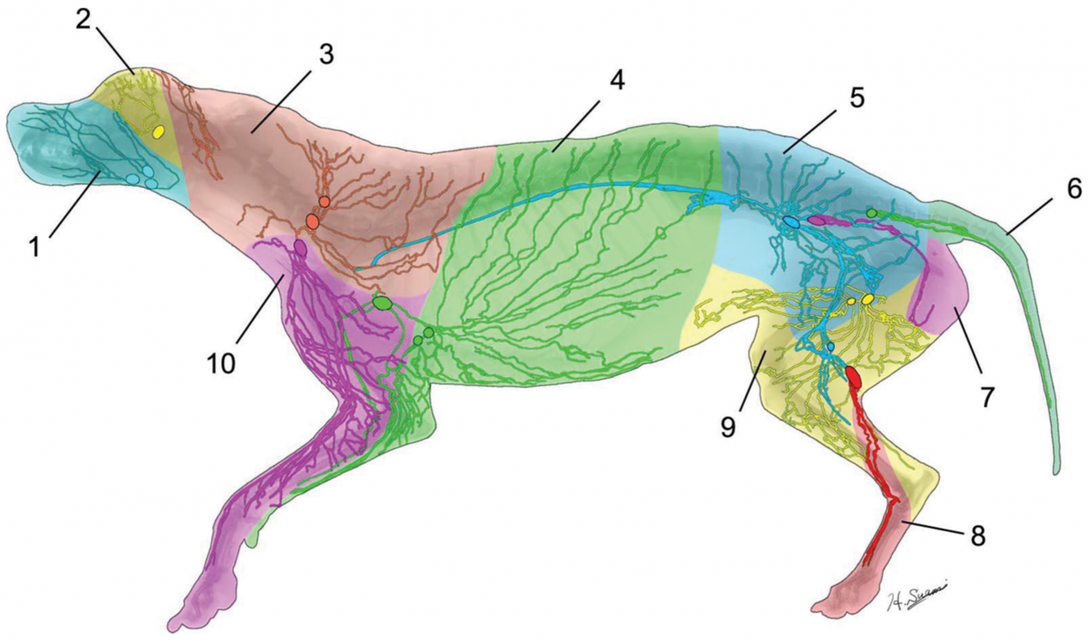 Lymphosomes of the Dog The Lymphatic System of the Dog