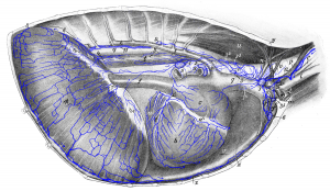 Drawing of the thoracic cavity with associated lymph nodes and lymphatic vessels.