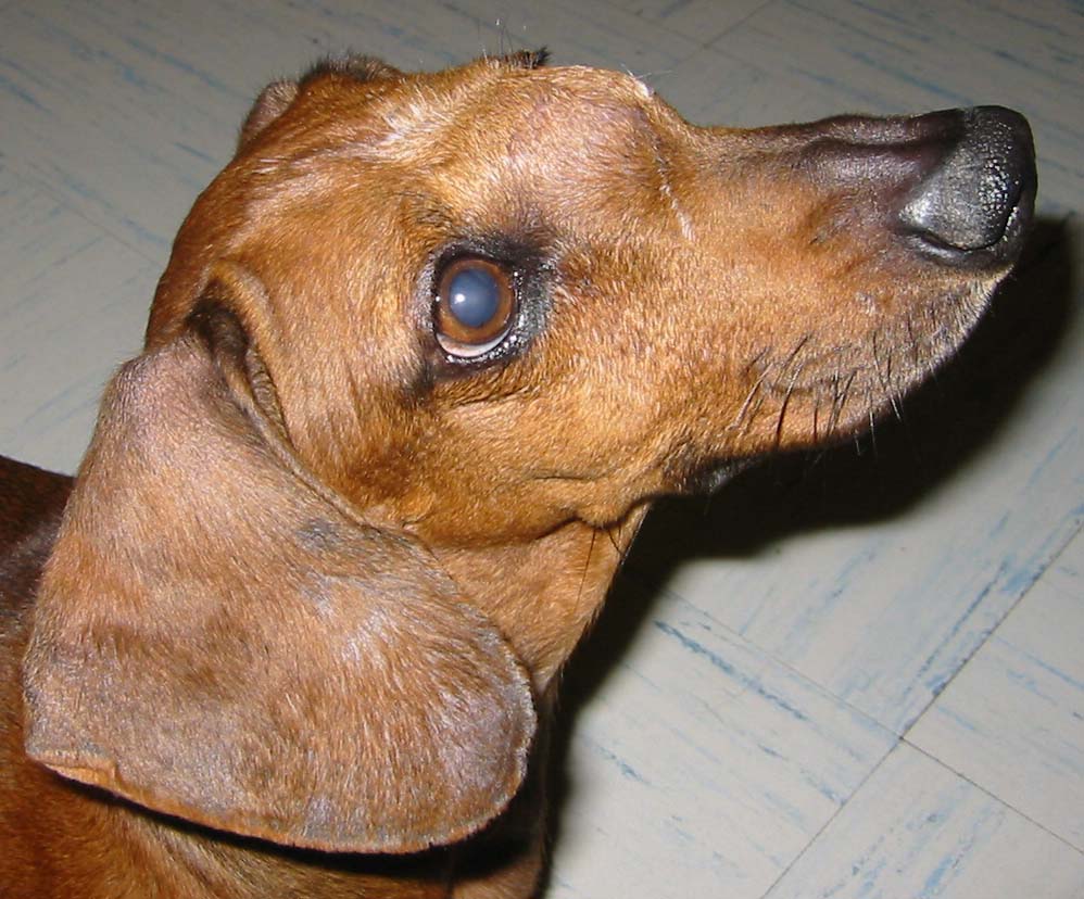 nose-cancer-adenocarcinoma-in-dogs