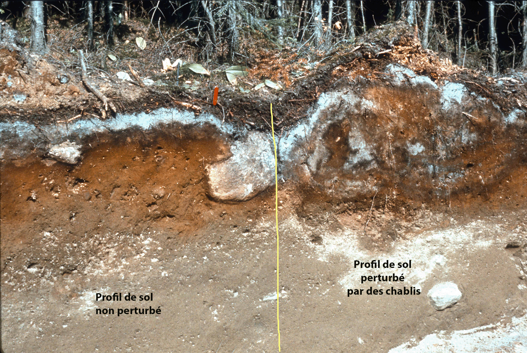 Coupe verticale d'un profil de sol limoneux, typique pour la forêt de