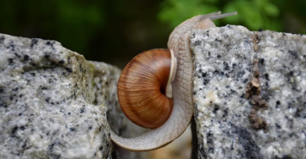 A snail is seen crossing a small gap, from one side labelled "novice" to the other side labelled "expert"