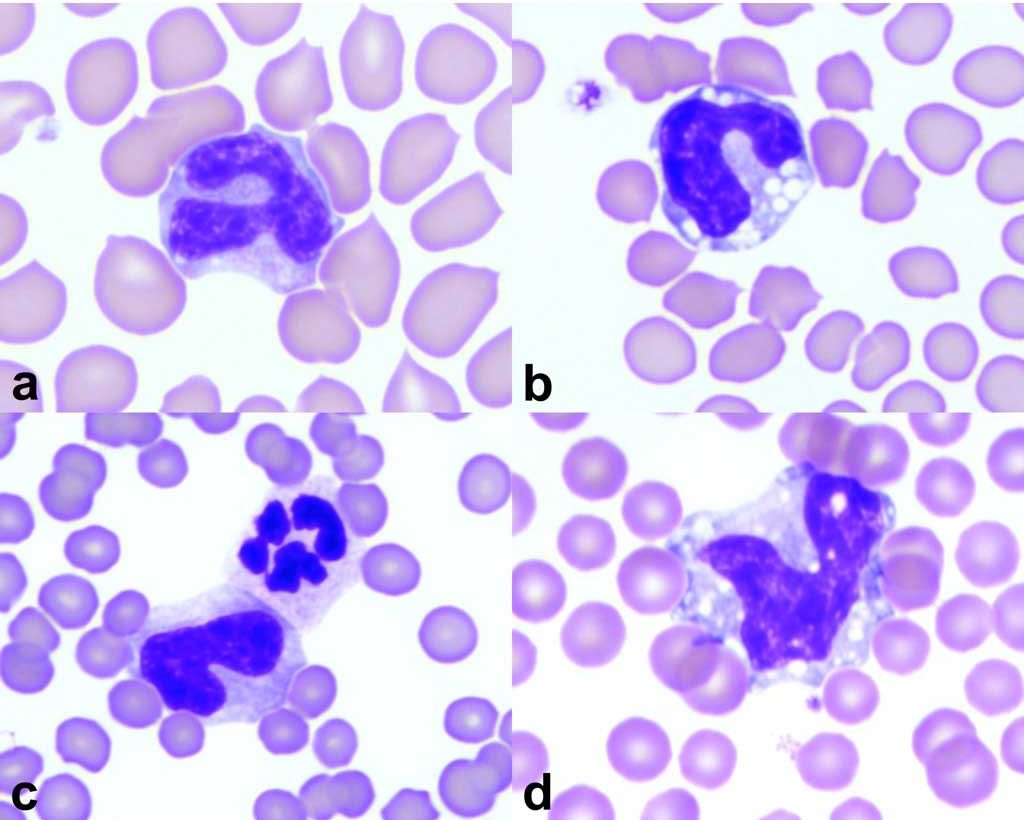 Figure 2.10 Monocytes of the common domestic species: a. canine, b. feline, c. equine monocyte with neutrophil, d. bovine. Wright-Giemsa stain.