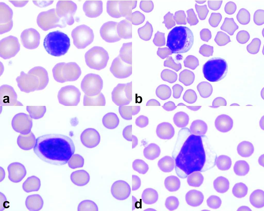 Figure 2.12 Lymphocytes of the common domestic species: a. canine, b. feline lymphocyte and granular lymphocyte, c. equine, d. bovine. Wright-Giemsa stain.