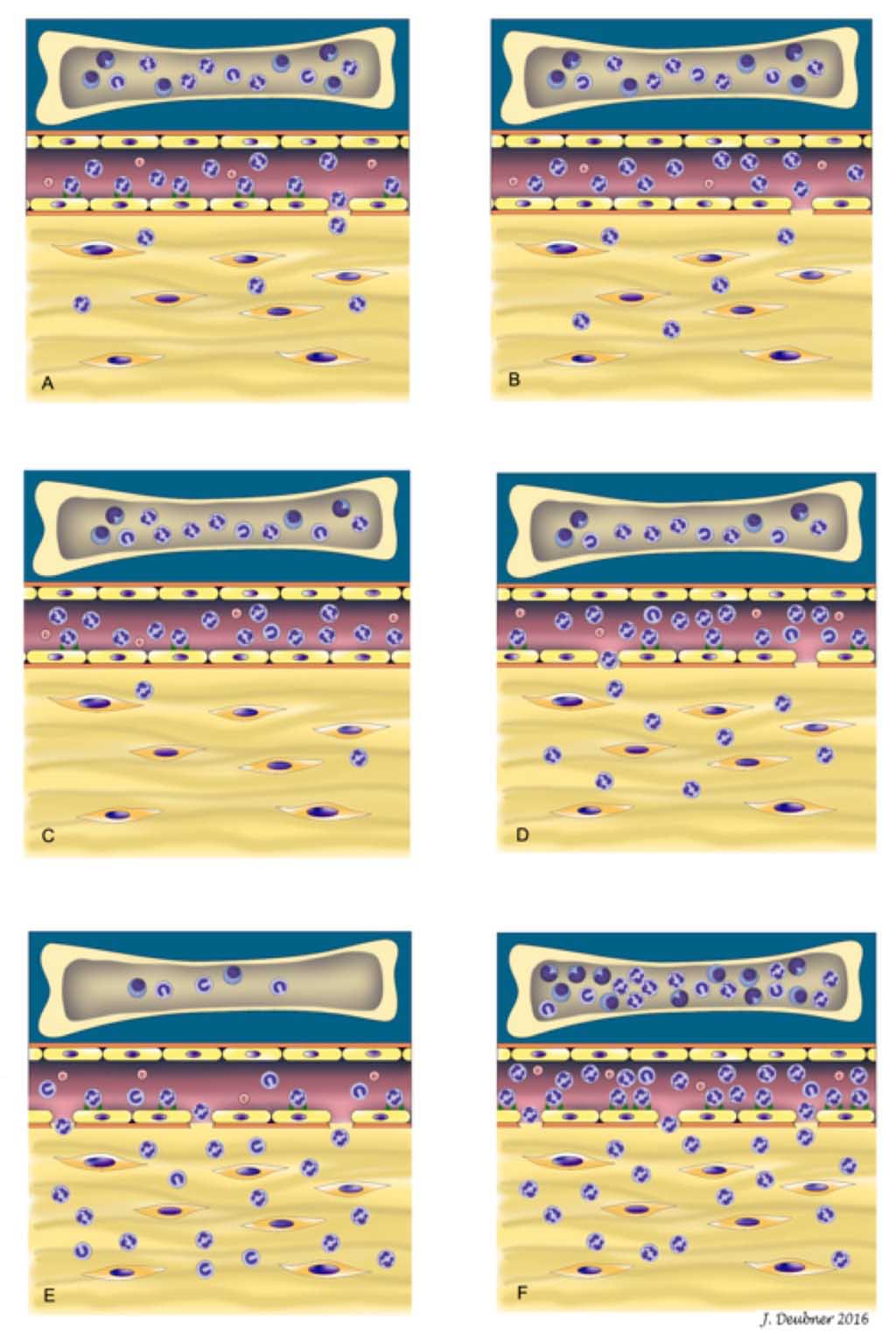 Figure 2.2 Granulocyte Kinetics. see blow for details for each image description.