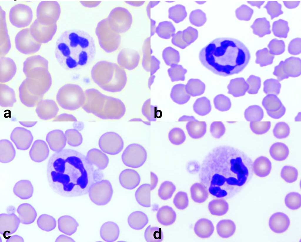 Figure 2.3 Neutrophils of the common domestic species: a. canine, b. feline, c. equine, d. bovine. Wright-Giemsa stain.