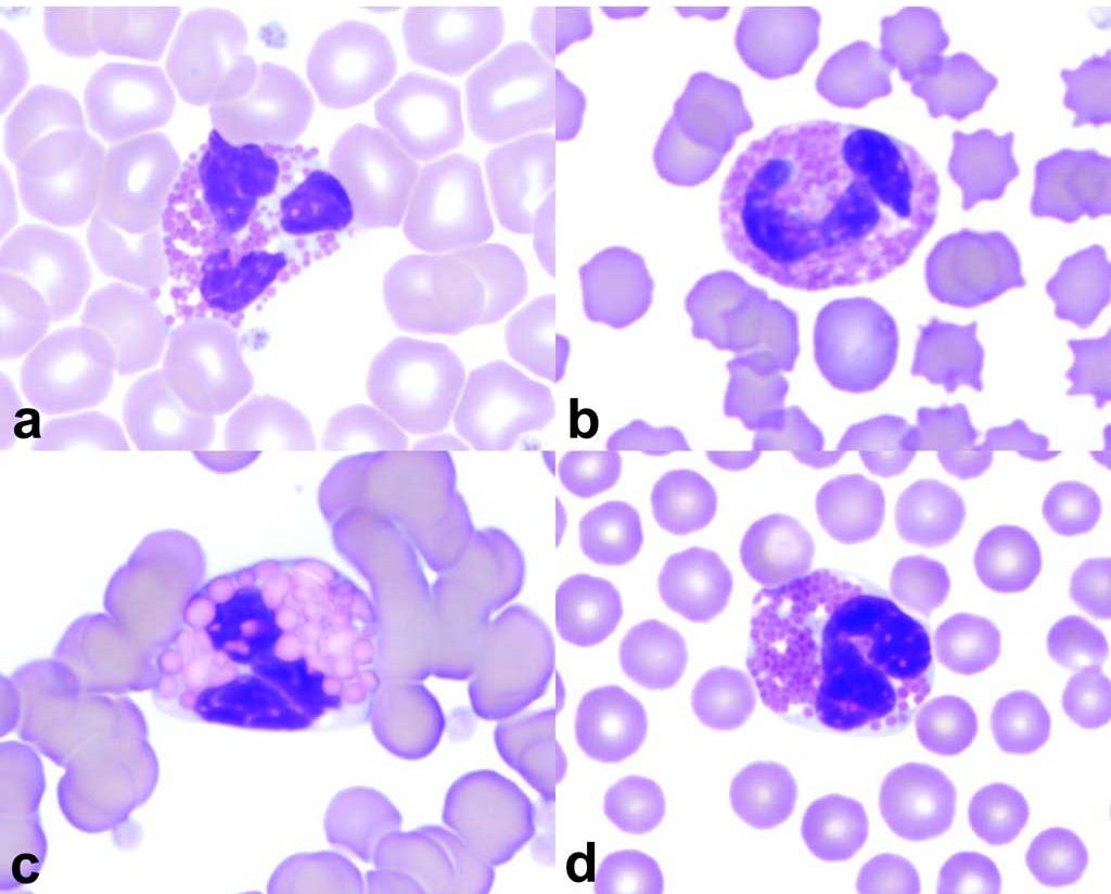 Figure 2.8 Eosinophils of the common domestic species: a. canine, b. feline, c. equine, d. bovine. Wright-Giemsa stain.