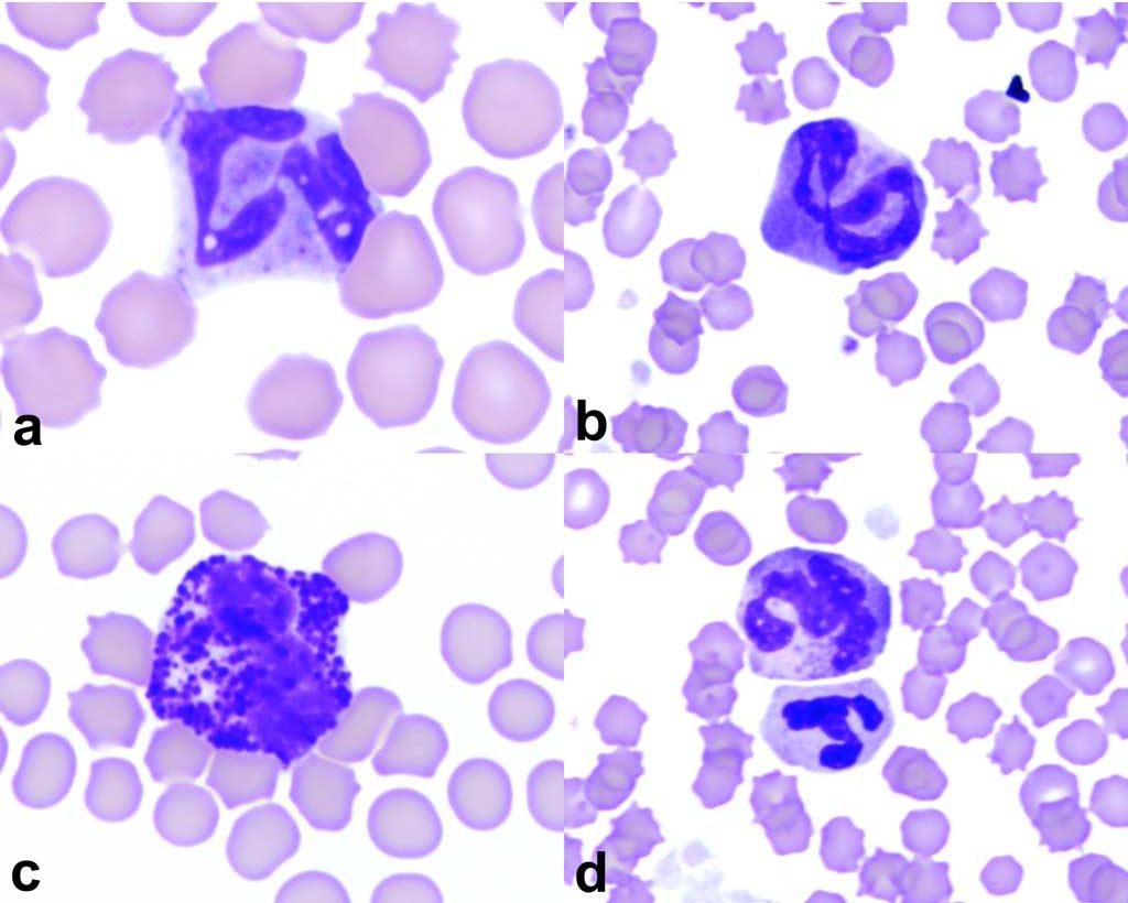 Figure 2.9 Basophils of the common domestic species: a. canine, b. feline, c. equine, d. feline basophil with neutrophil. Wright-Giemsa stain.