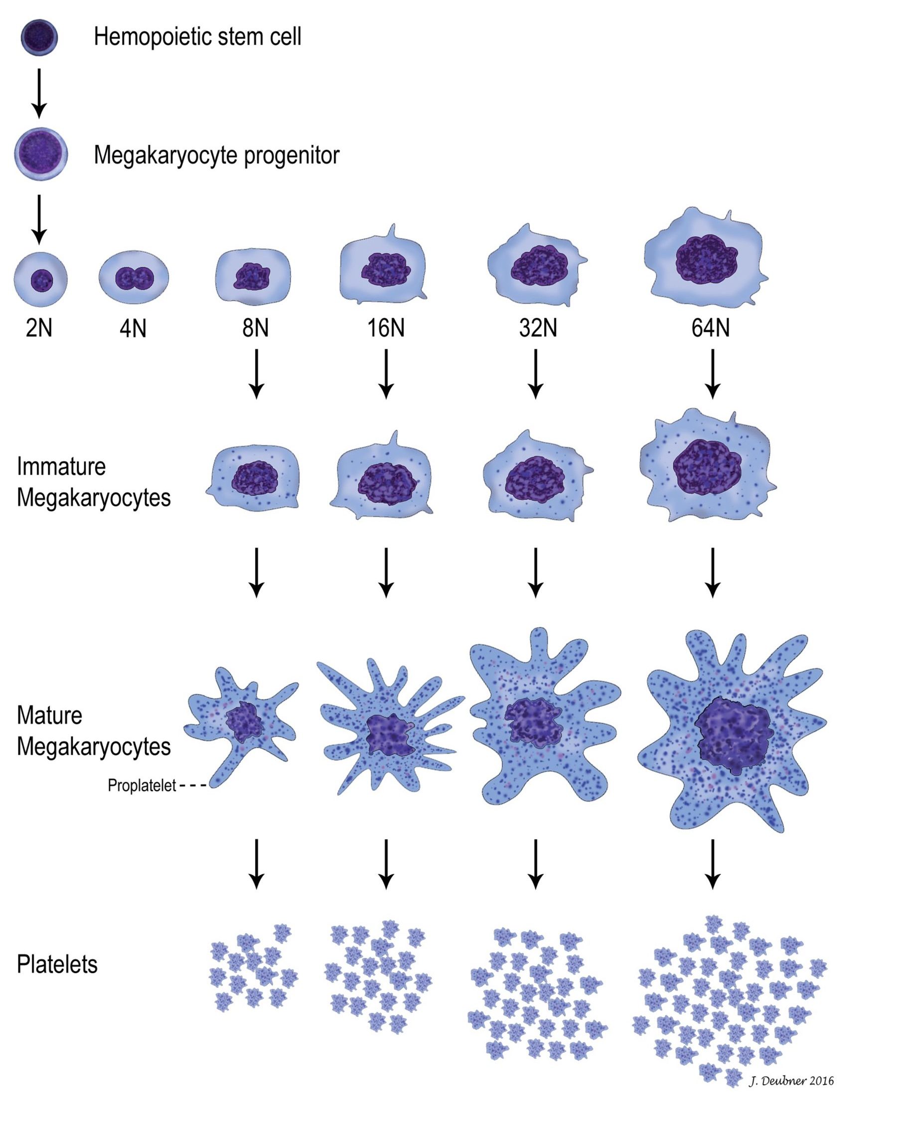 Figure 4.2 The hemopoietic stem cell produces a progenitor cell committed to megakaryocyte differentiation which undergoes mitosis. Mitosis stops and endomitosis occurs during which cells do not divide, but DNA replication proceeds and gives rise to polyploid immature precursors.Endomitosis ceases and proplatelet formation ultimately results in platelets being shed from megakaryocyte cytoplasmic pseudopods or extensions.