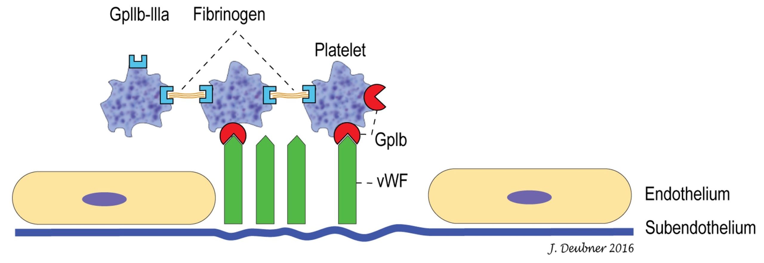 Figure 4.3 Platelet adhesion and aggregation. A deficiency or qualitative defect in von Willebrand factor (vWF) results in von Willebrand disease (vWD). A deficiency of Gplb results in a platelet adhesion defect that mimics vWD. A deficiency of GplIb/Illa results in an inability of platelets to bind fibrinogen, therefore, platelets do not aggregate. Primary hemostasis is defective under these circumstances.